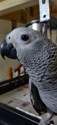 African grey 6 months old