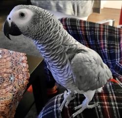 Lovely Parrots Grey Birds For Adoption