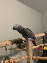 Female African Gray Parrot