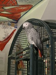 African Grey for free