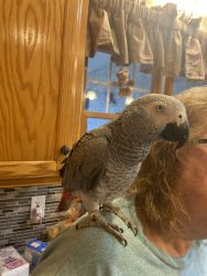 One year old African grey