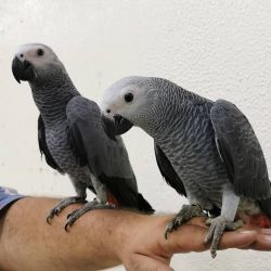 Blue & Gold Macaw pair, Congo African Grey pair,