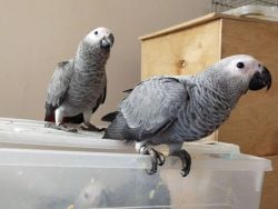 talking african grey parrors