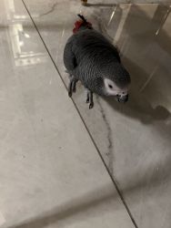 Two African Greys for sale