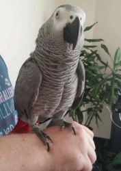 timneh African grey parrot