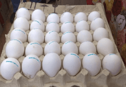 buy fertile african grey parrot eggs online