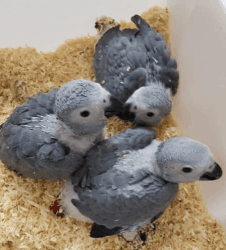 Buy African Grey Parrot Chicks