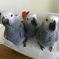 African grey parrots