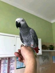 Adorable tamed African grey parrot