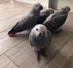 Baby African Gray Parrots available