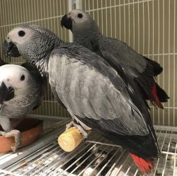 African Grey Macaw parrots