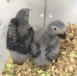 African Grey Macaw parrots For Adoption