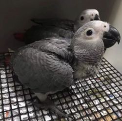 Macaw parrots For Sale