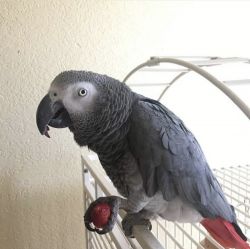 African Grey Macaw parrots For Sale