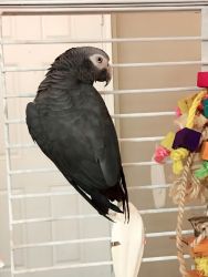 Jasper / African grey parrot