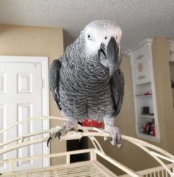 Adorable African Grey Parrots Ready For New Homes
