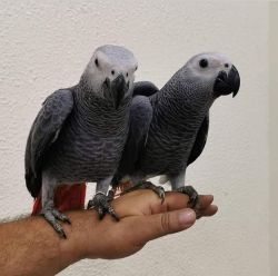 African Grey Parrots Available for New Homes