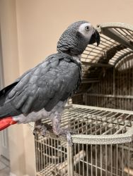 African Grey + cage and perch