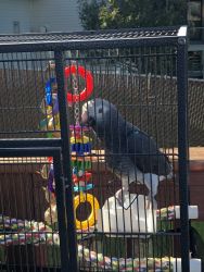 African grey Timenah parrot