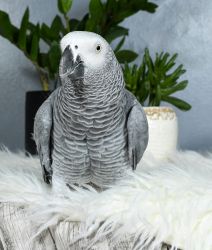 Max!!! 8 year old African Grey