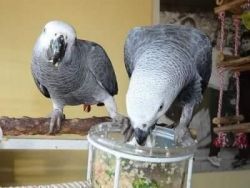 Talking baby African Grey Parrots