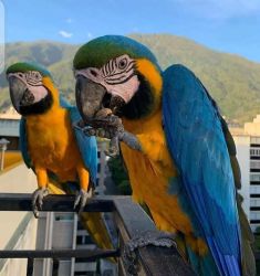 African Grey Congo,Scarlet ,blue and gold macaw