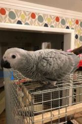 Male and Females African Grey for Sale