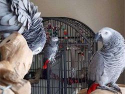3 African Gray Parrots