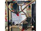 Companion Dna Trained African Grey Parrots for Sale