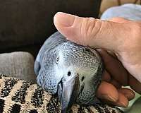 Talking Cute African Grey for Sale