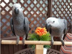 Hand-reared African Grey Parrots For Sale