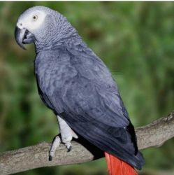 Brilliant African grey parrot