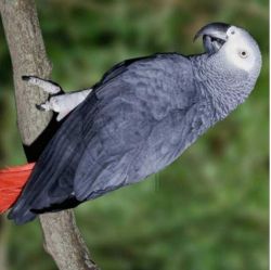 Lovely African grey parrots for sale