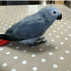 Outstanding African grey parrots for sale