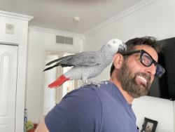 Selling Male African Grey - $4,500 OBO