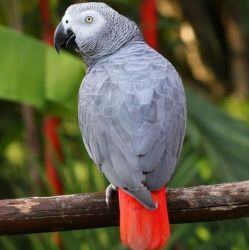 Lovely African grey male for sale