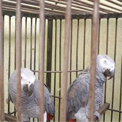 Luxurious African grey parrots