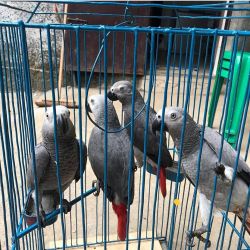 Lovely African greys for rehoming