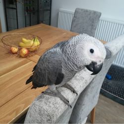 Affordable African grey parrots