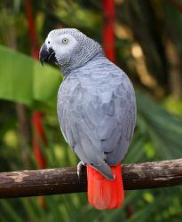 Cute African grey parrots for sale