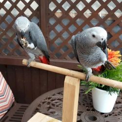 Male and female African grey parrots ready to go