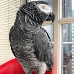 Beautiful African grey parrots