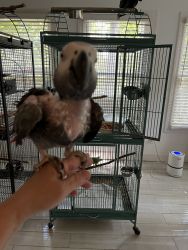 African Grey Congo for Sale