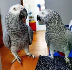 Cute African Grey Parrots