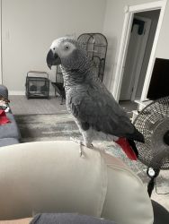 African Grey Parrot (Male)