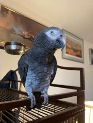 Timney African Grey Parrot