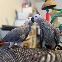 Gorgeous African grey babies