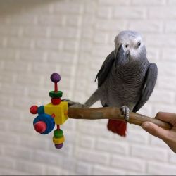 Exotic African grey parrots for adoption.