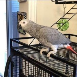 Adorable African grey parrot for sale.