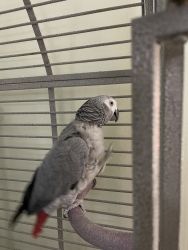 Looking to sell my African Grey Parrot and cage